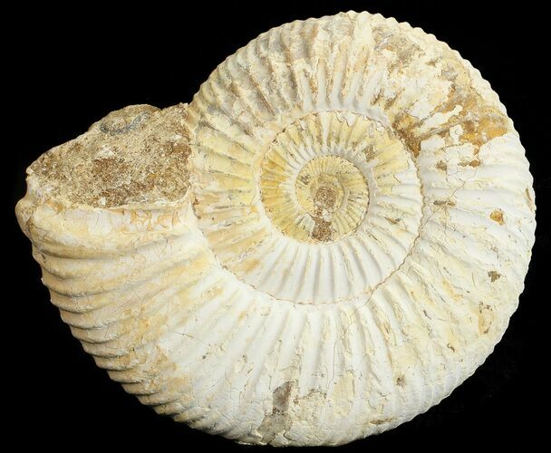 Perisphinctes Ammonite - Jurassic #68196
